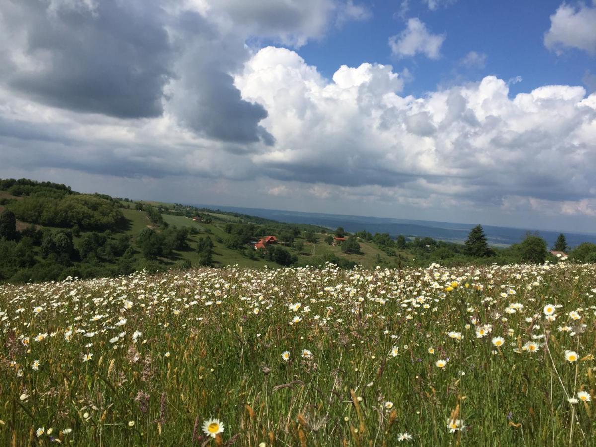 Valea Tirnei Rose Hip Hill Farm Bed & Breakfast エクステリア 写真