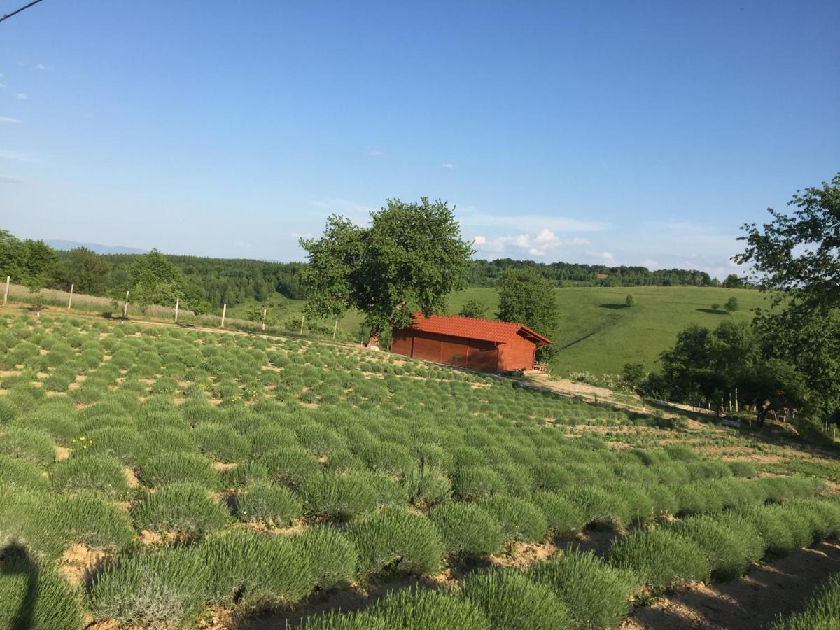 Valea Tirnei Rose Hip Hill Farm Bed & Breakfast エクステリア 写真