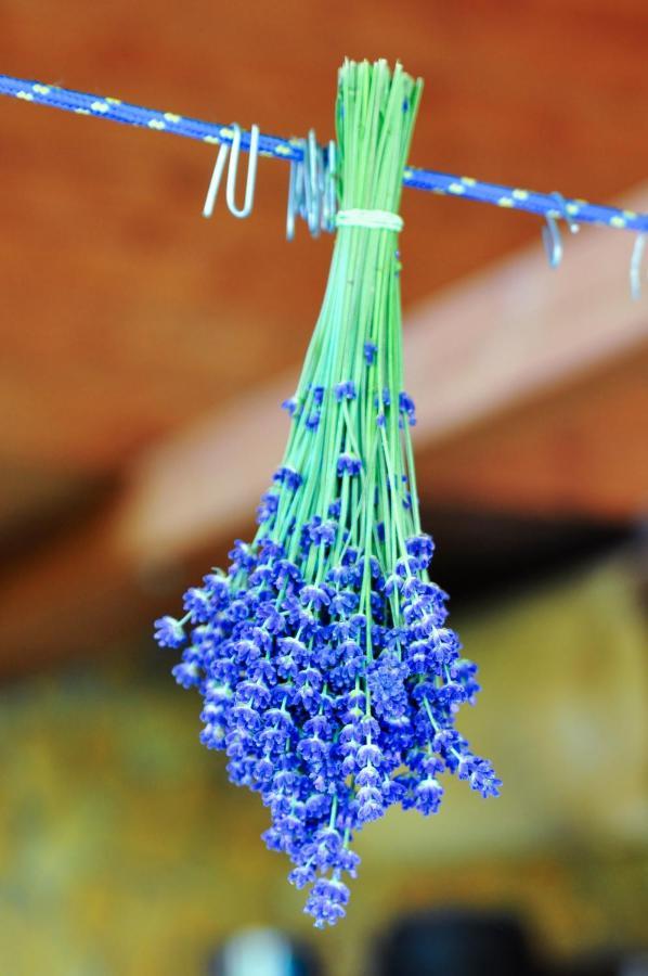 Valea Tirnei Rose Hip Hill Farm Bed & Breakfast エクステリア 写真