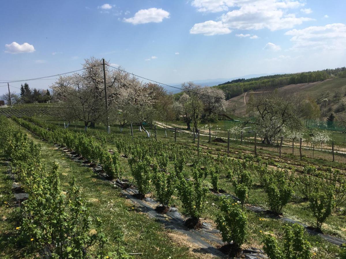 Valea Tirnei Rose Hip Hill Farm Bed & Breakfast エクステリア 写真